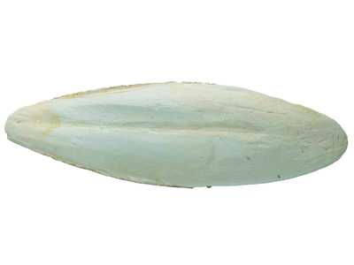 Osso Di Seppia, Lunghezza 200 Mm, Confezione Da 6 Pezzi - Immagine Standard - 1